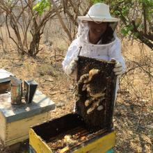 Investigadora CU Costa Sur problemática de abejas